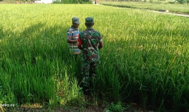 Babinsa Klego Pantau Padi Program Pompanisasi di Boyolali