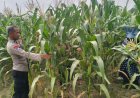 Bhabinkamtibmas Cek Pertumbuhan Jagung Pipil Kuartal III di Lahan Asta Cita KM 55 Dukung Ketahanan Pangan